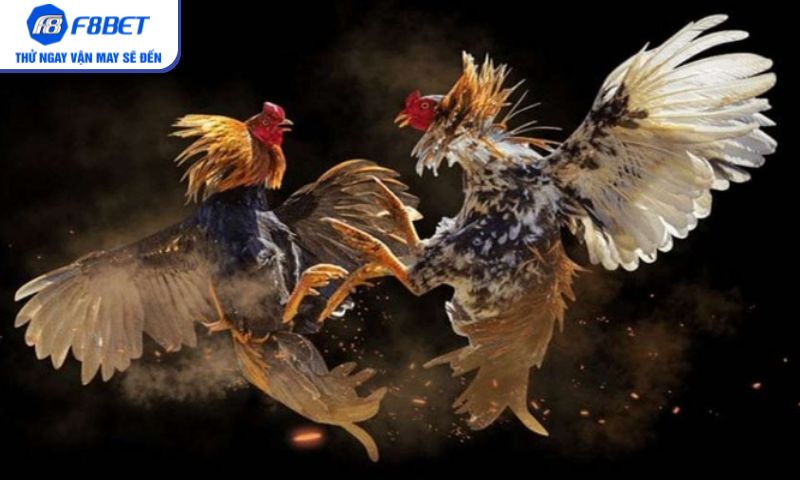 Đá gà cựa sắt – Trải nghiệm mãnh liệt không thể bỏ lỡ